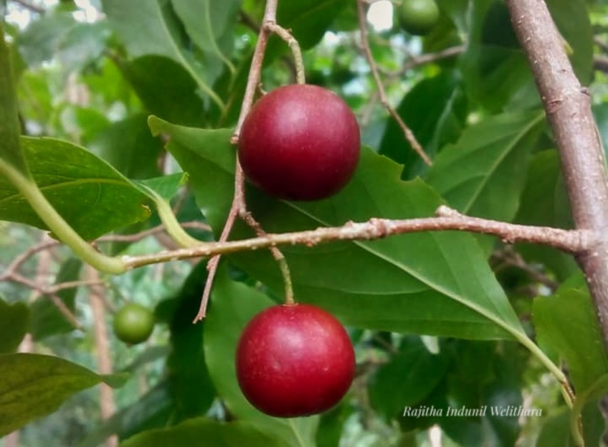 Flacourtia jangomas (Lour.) Raeusch.